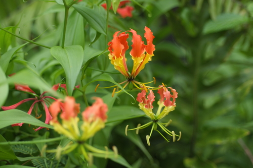 flame lily