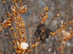 Sturnus vulgaris