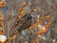 Sturnus vulgaris