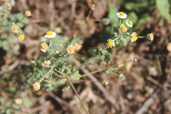 Perityle microglossa