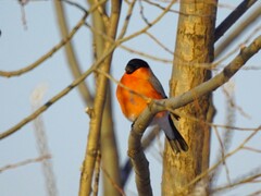 Pyrrhula pyrrhula