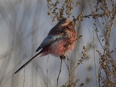 Carpodacus sibiricus