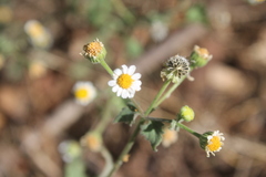 Perityle microglossa