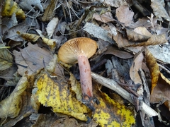 Lactarius quietus