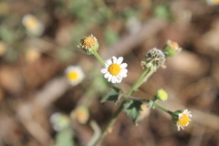 Perityle microglossa