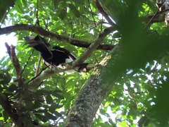 Bycanistes subcylindricus