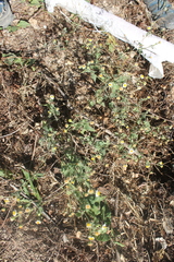 Perityle microglossa