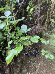 Causonis japonica