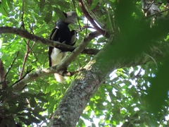 Bycanistes subcylindricus
