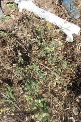 Perityle microglossa