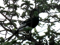 Bycanistes subcylindricus