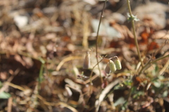 Crotalaria incana