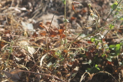 Crotalaria incana