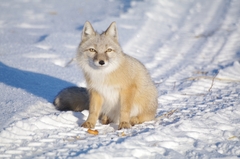 Vulpes corsac