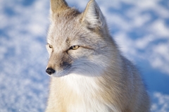Vulpes corsac