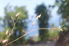 Crotalaria incana