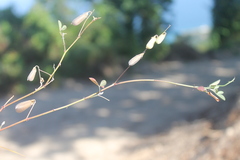 Crotalaria incana