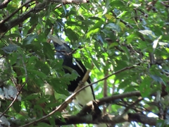 Bycanistes subcylindricus
