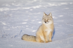Vulpes corsac