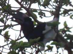 Bycanistes subcylindricus