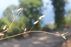Crotalaria incana