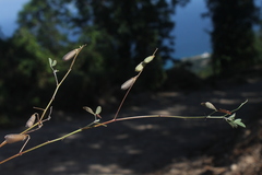 Crotalaria incana