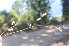 Crotalaria incana