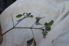 Crotalaria incana