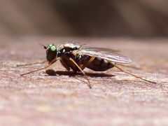 Dytomyia sordida