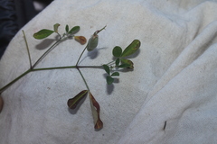 Crotalaria incana