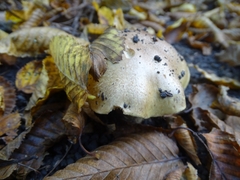 Cortinarius infractus