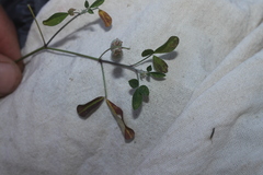 Crotalaria incana