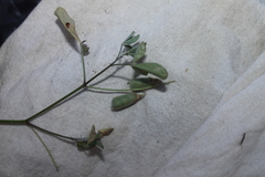Crotalaria incana