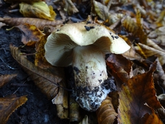 Cortinarius infractus