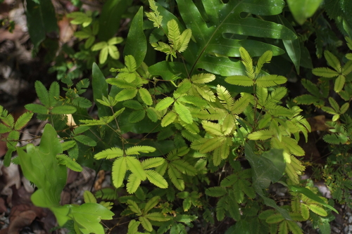 Mimosa pudica observed 2019-12-21