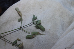 Crotalaria incana