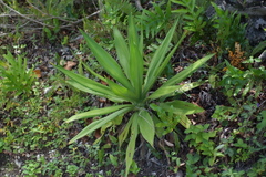 Furcraea