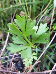 Xanthosia dissecta