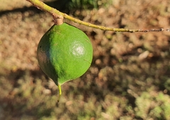 Macadamia integrifolia