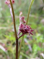 Xanthosia dissecta