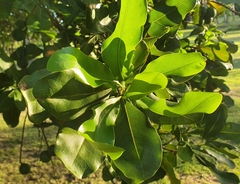 Macadamia integrifolia