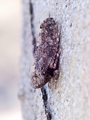 Membracoidea