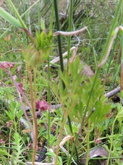 Xanthosia dissecta