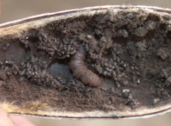 Pterygota