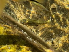 Gambusia nobilis