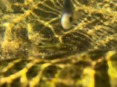 Gambusia nobilis