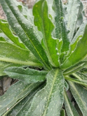 Echium vulgare