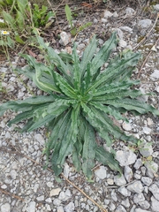 Echium vulgare