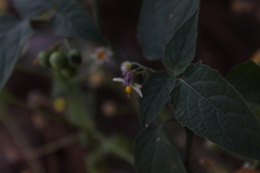 Solanum nigrescens