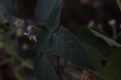 Solanum nigrescens